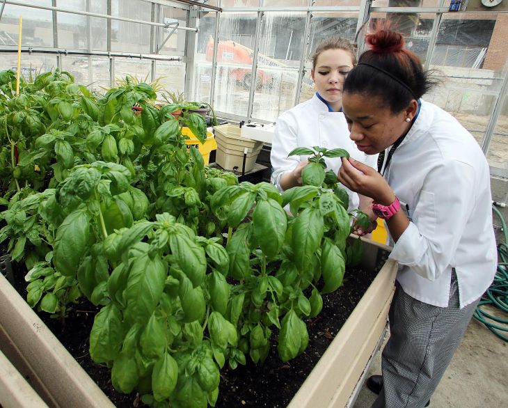 GREEN EDUCATION