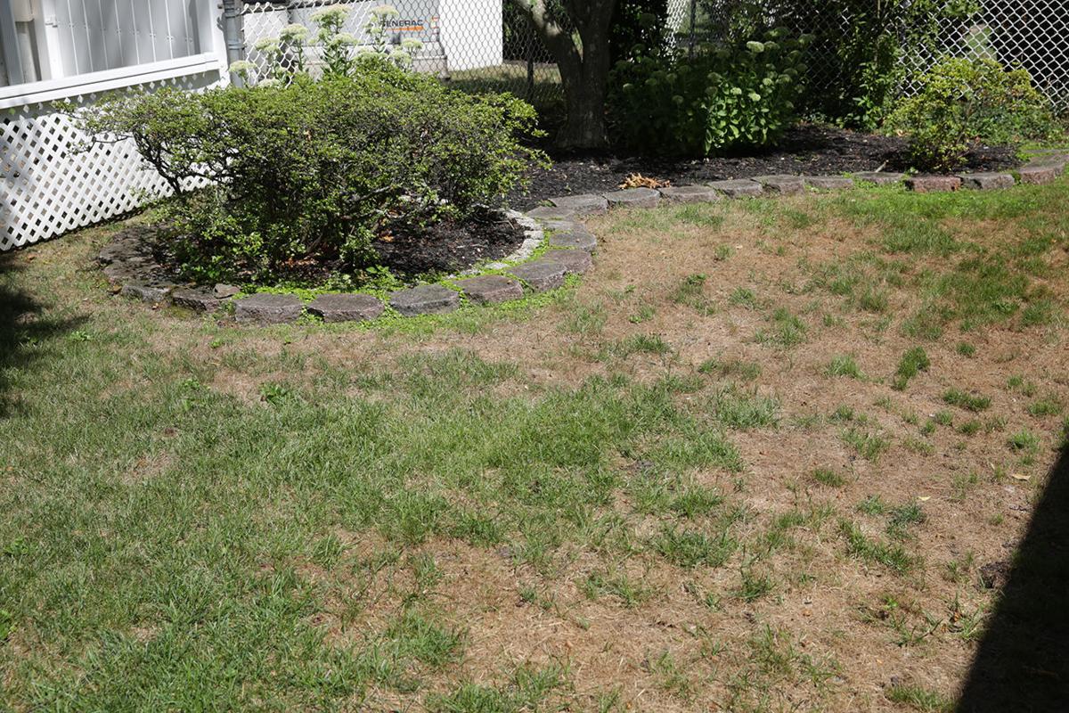 Why it's been one of the worst years for keeping your lawn green