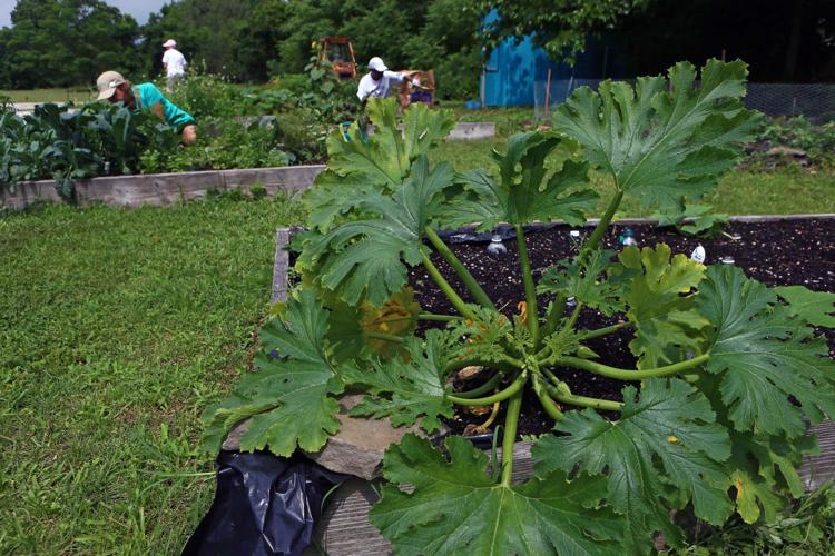 Community Garden in Pleasantville