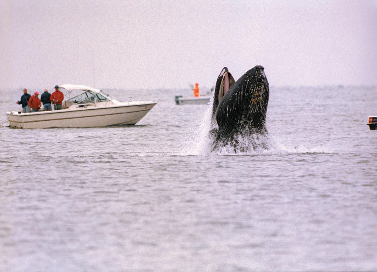 Jersey Shore long-term summer digs for humpback whales, Rutgers finds
