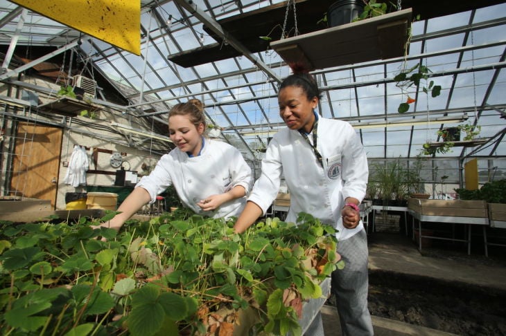 GREEN EDUCATION