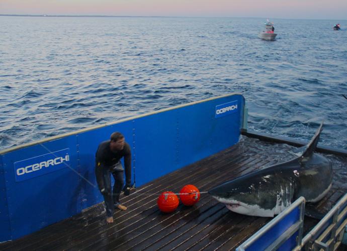 Fishing crew catches 926-pound shark off New Jersey coast