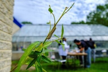 Renovated Greenhouse Now Home to Butterfly Habitat Created to Give Endangered Species Safe Space to Thrive