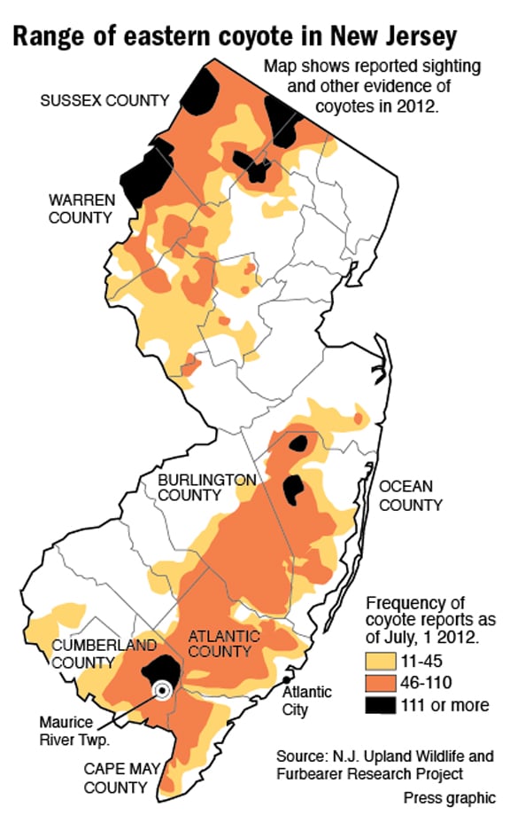 are there coyotes in new jersey