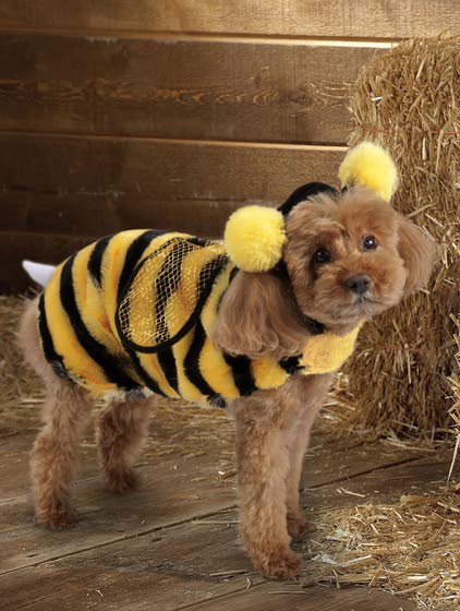 accessorize dog jumper