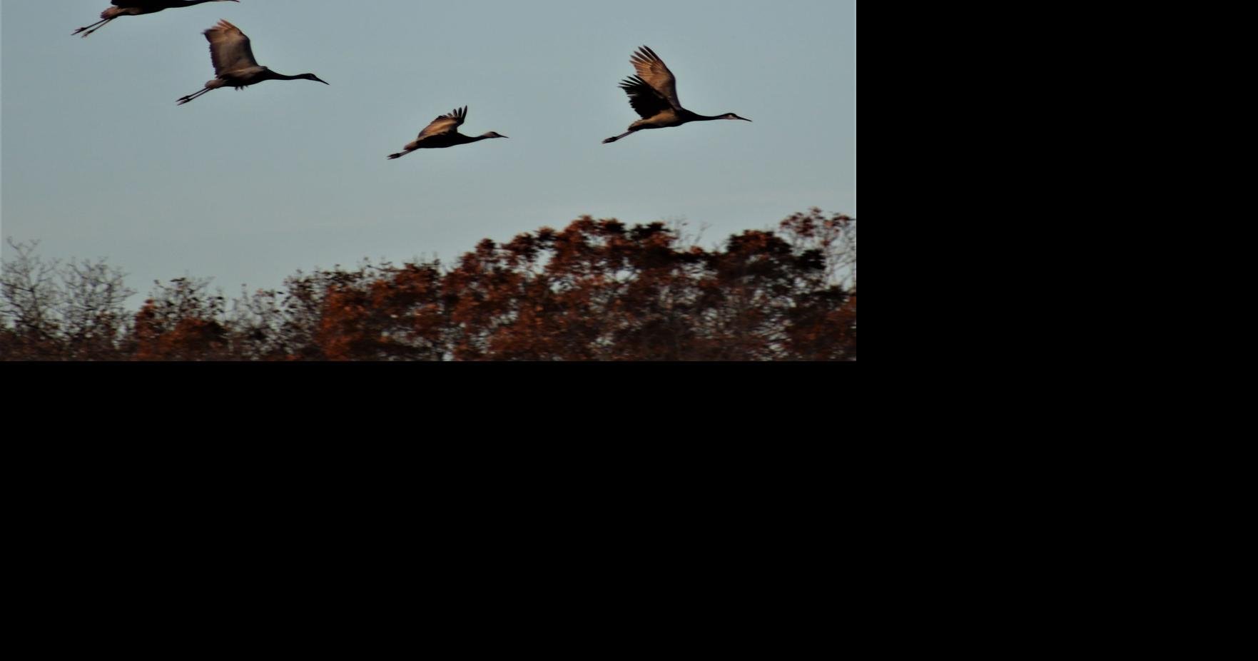 While common, sandhill cranes are nothing short of extraordinary
