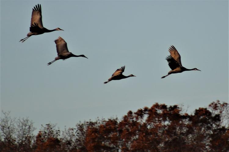 birds_Barlow Cranes 2