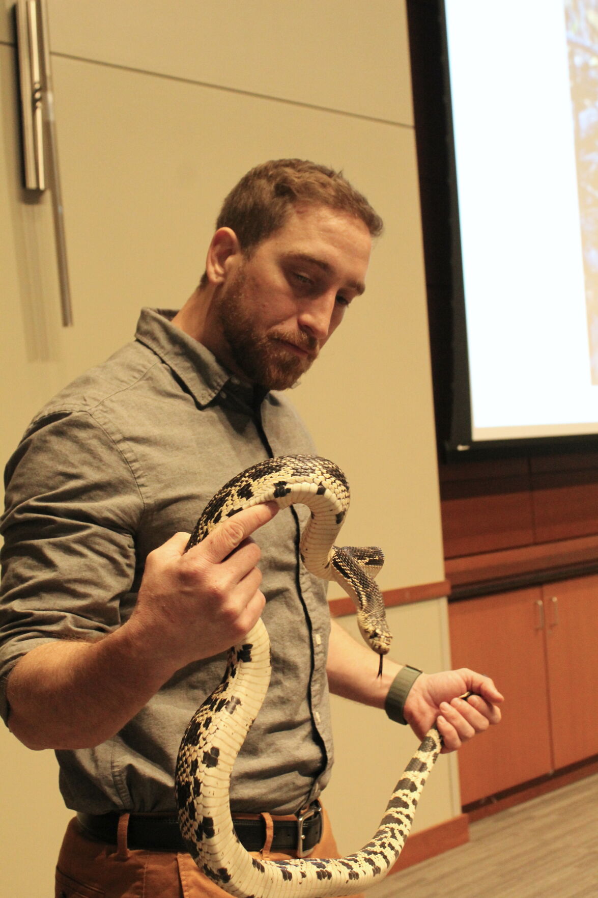 Why can't the snakes cross the road, secret lives of baby snakes and other  New Jersey Pineland snake science – Drexel News Blog