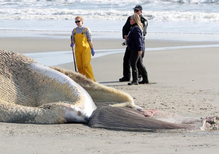 Beached Whale Day Two