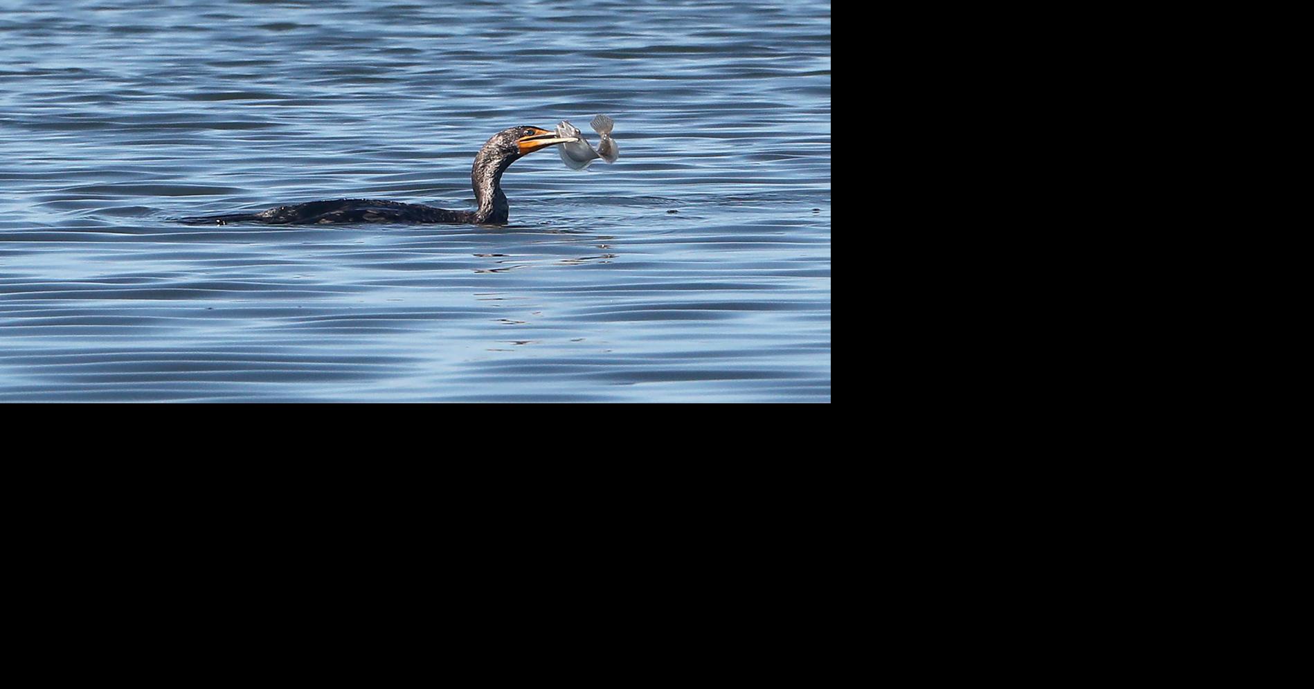 New Jersey council sets summer flounder, black sea bass regulations
