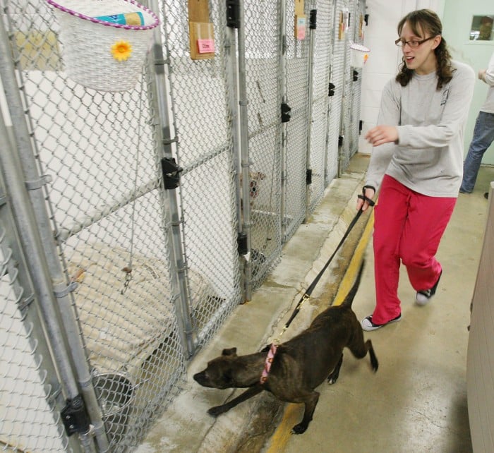 Shelters work to euthanize fewer animals, get more adopted | Latest