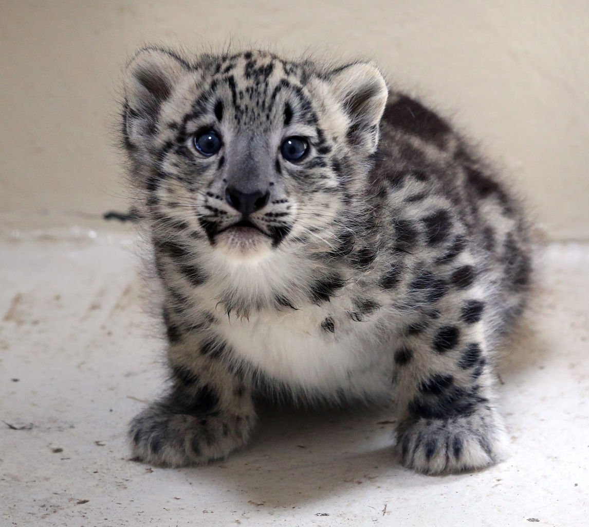 Two baby snow leopards unveiled at Cape May County Zoo | Cape May ...
