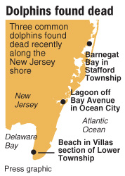 Third common dolphin dies in South Jersey, after beaching in