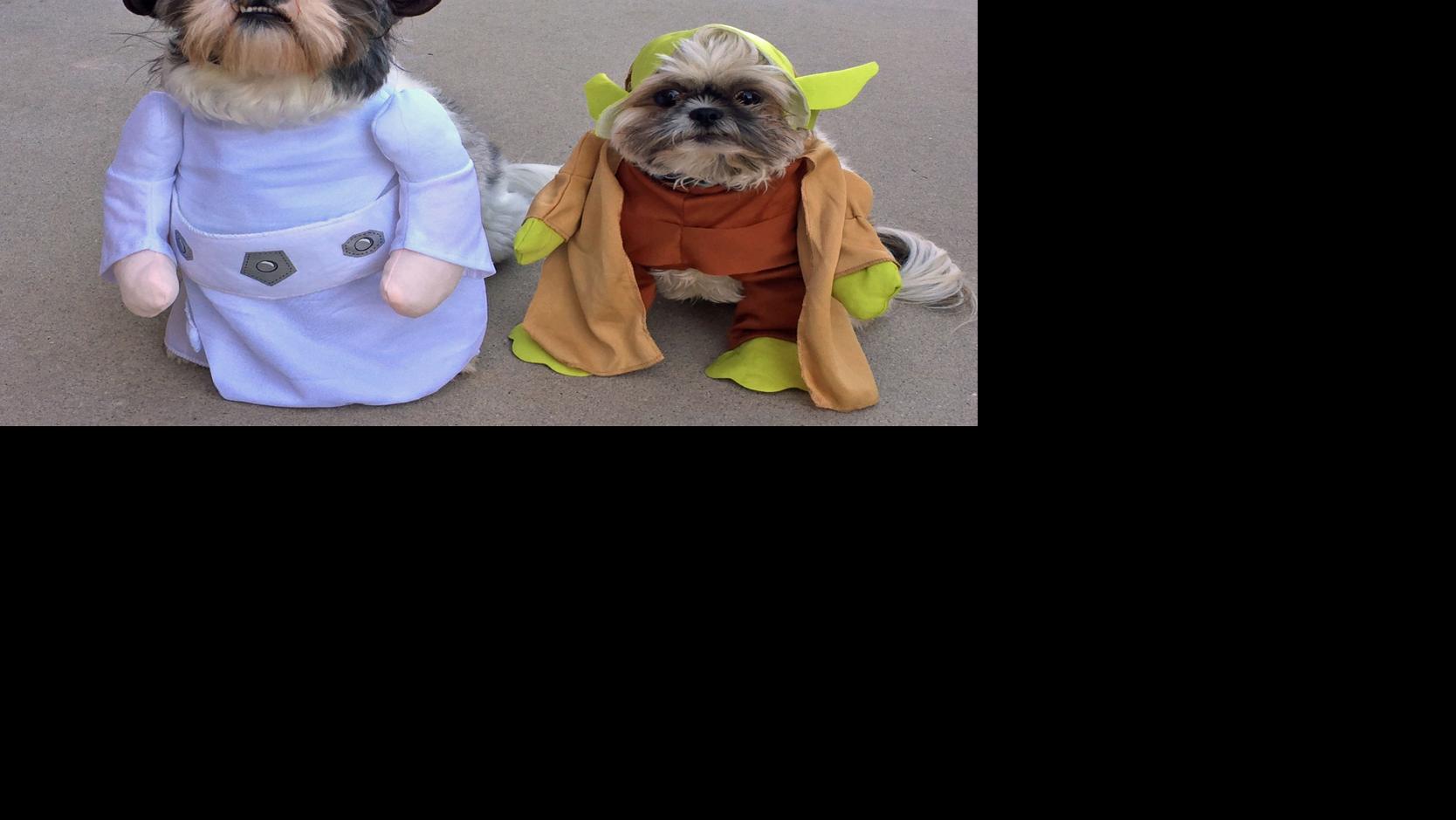 Gallery Halloween Pet Costumes Featured Pressofatlanticcity Com