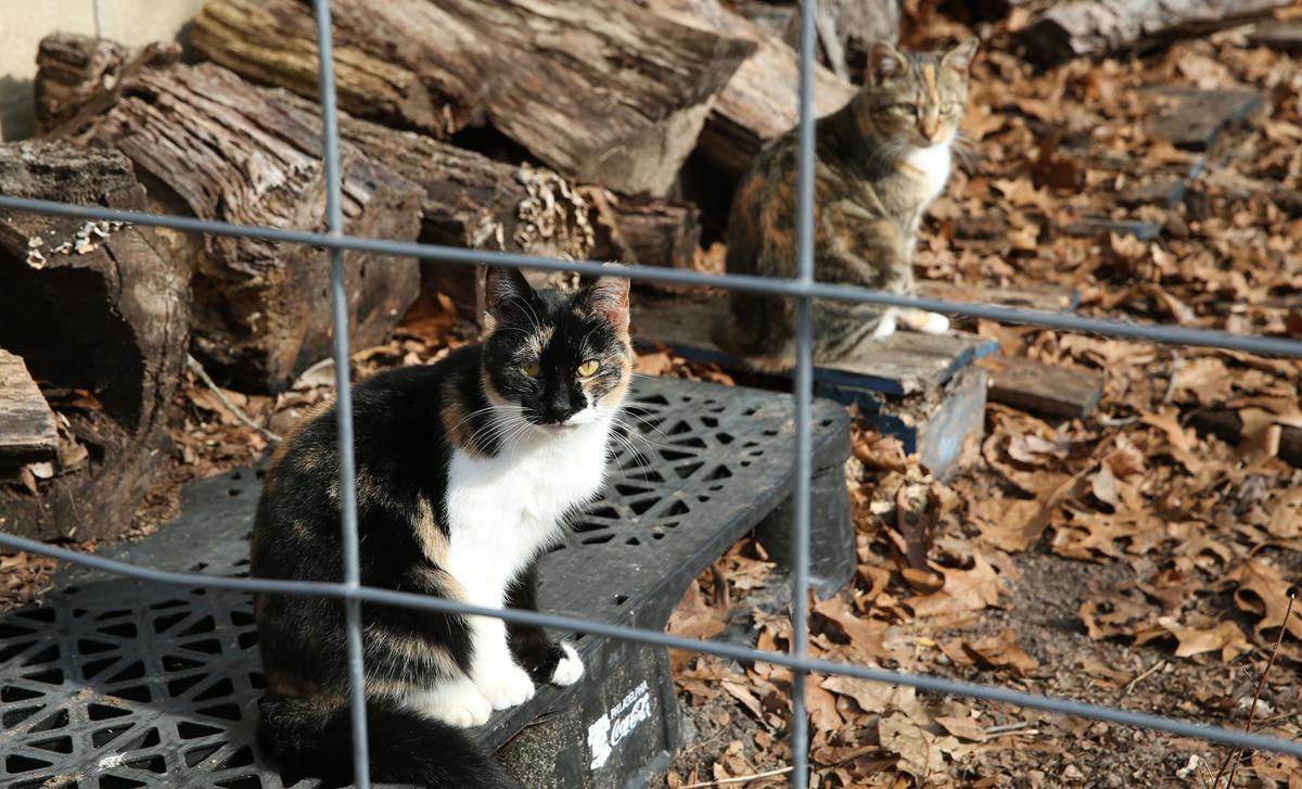 Animal Rescues In South Jersey Attempt To Rehab Creatures Great And Small Lifestyles Pressofatlanticcity Com