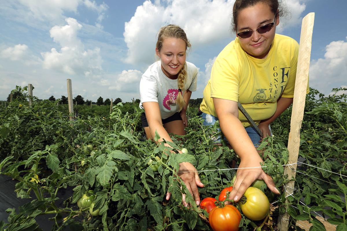 New Jersey Tomato Gets Boost From Rutgers News