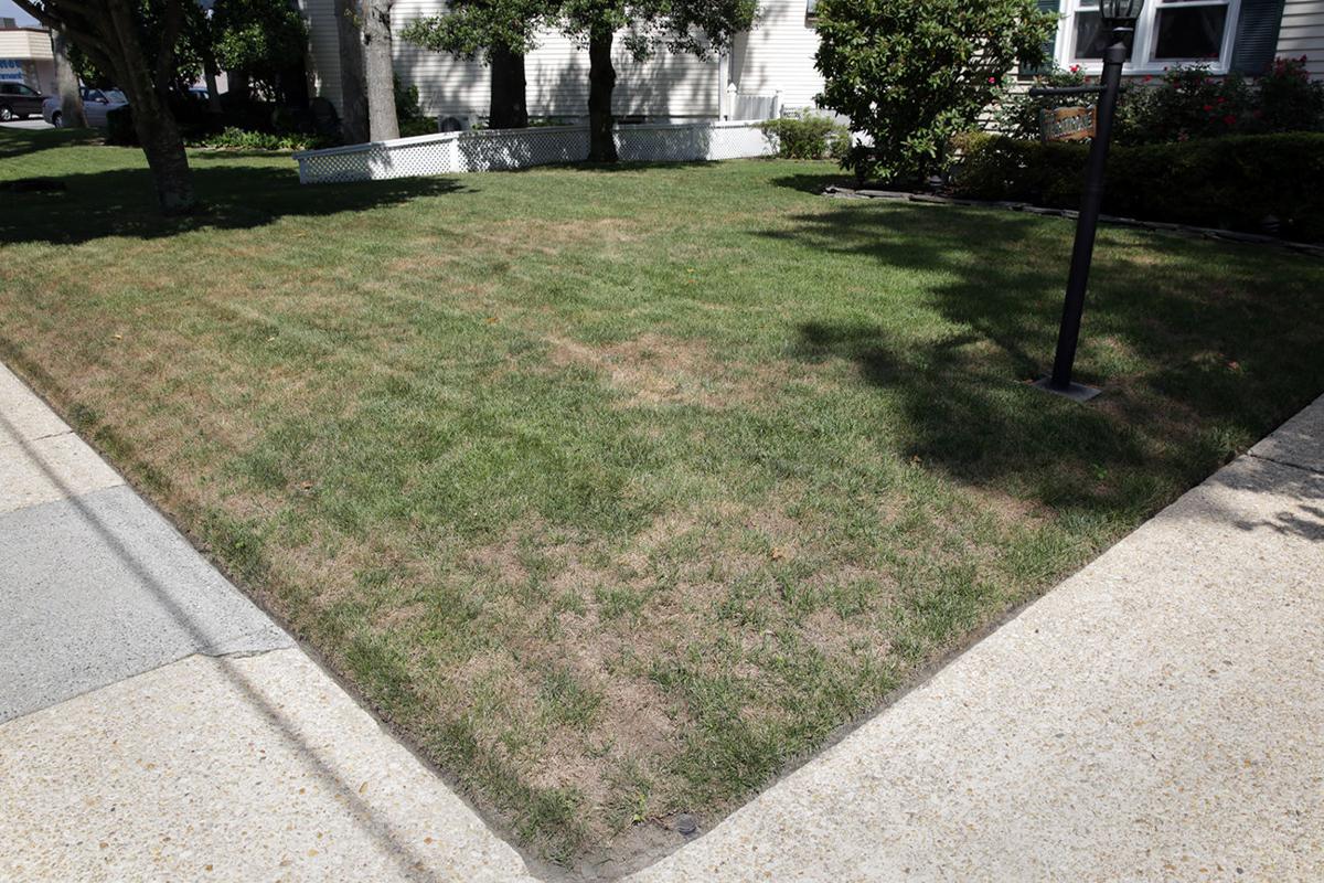 Why it's been one of the worst years for keeping your lawn green