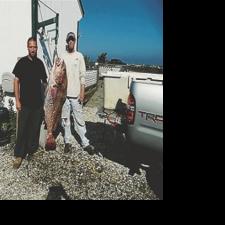 Shep on Fishing: Black drumfish hit Delaware Bay right on time
