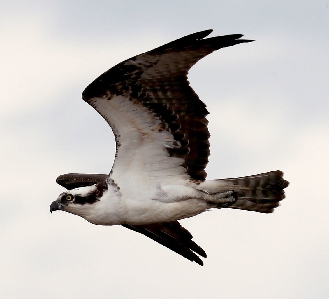 osprey bald eagles