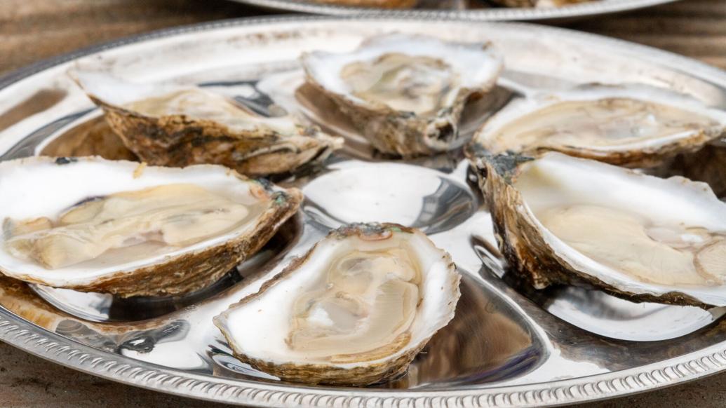 New Jersey oysters making a comeback