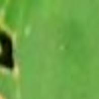 Ailing Silver Maple Tree Probably Has Fungus Known As Tar Spot Lifestyles Pressofatlanticcity Com