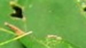 Ailing Silver Maple Tree Probably Has Fungus Known As Tar Spot Lifestyles Pressofatlanticcity Com