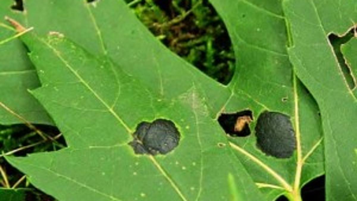 Ailing Silver Maple Tree Probably Has Fungus Known As Tar Spot Lifestyles Pressofatlanticcity Com Ailing Silver Maple Tree Probably Has Fungus Known As Tar Spot Lifestyles Pressofatlanticcity Com