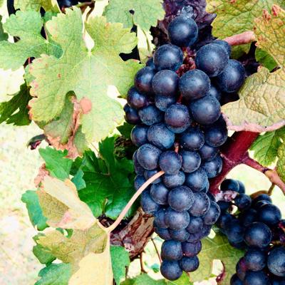 Cape May Winery Invites You To Be A Part Of Their Story During Your Next Visit To Cape May Spotlight On Local Nj Business Pressofatlanticcity Com