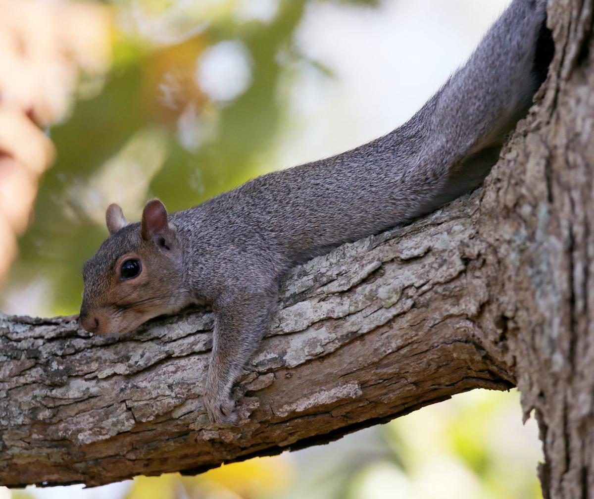Hunt for food or cruel game? Squirrel 'classic' a matter of perspective