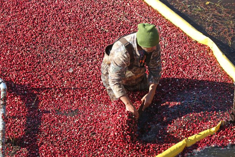 Cranberry harvest season in full swing for 5th-generation owned