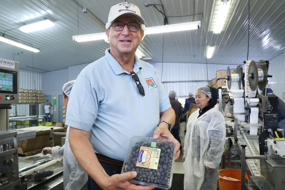 Celebrating success of blueberry farms in Hammonton Z No Digital