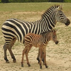 Newborn Grant's zebra foal at Cape May County Park & Zoo