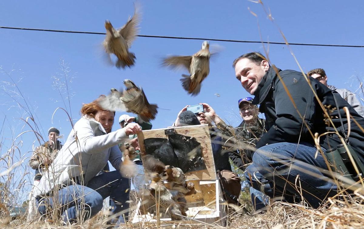 A Quail Comeback In The Barrens Latest Headlines Pressofatlanticcity Com