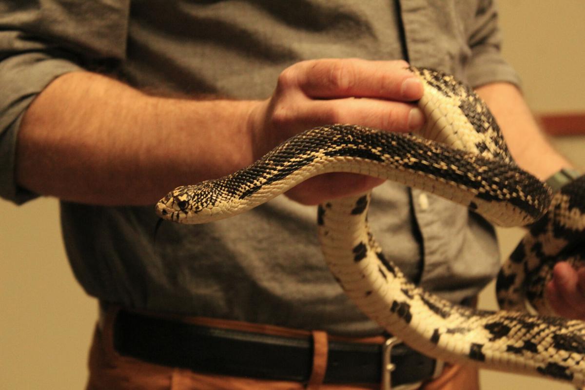 Summer and Reptiles in the Pine Barrens - Protecting the New Jersey  Pinelands and Pine Barrens