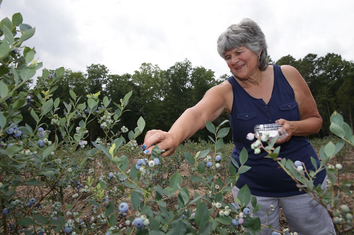 South Jersey Farms Ready For Pick Your Own Seasons Lifestyles