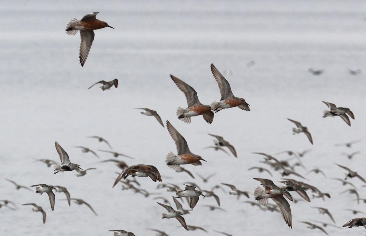 Red Knots Shore Birds Horseshoe Crabs