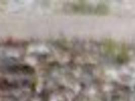 Red Foxes Turning Up In Ocean City And Other Barrier Island Communities Latest Headlines Pressofatlanticcity Com