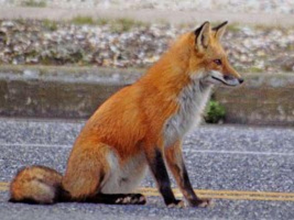 Red Foxes Turning Up In Ocean City And Other Barrier Island Communities Latest Headlines Pressofatlanticcity Com Red Foxes Turning Up In Ocean City And Other Barrier Island Communities Latest Headlines Pressofatlanticcity Com