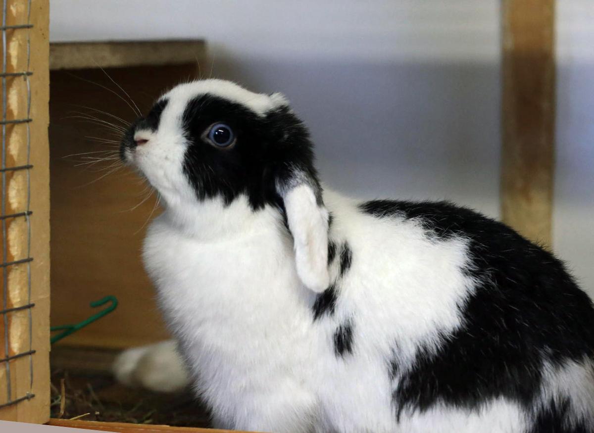 Rabbit Breeders In South Jersey Photo Galleries