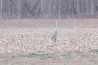 041119_gal_crane1