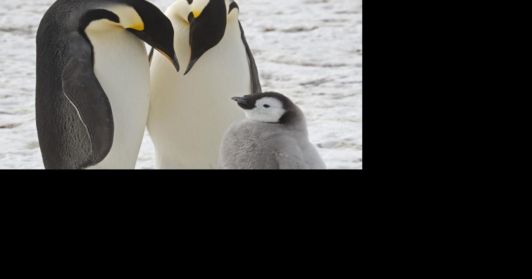 Emperor penguins show dramatic decline in a region of Antarctica, satellite photos show