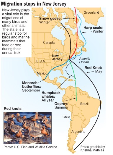 New Jersey Coastline Buzzes As Hub Of Wildlife Migration