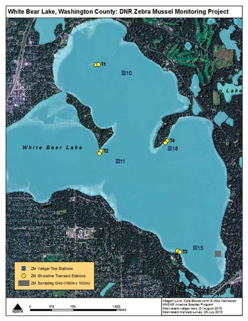 Monitoring continues for White Bear Lake invasive species  News 