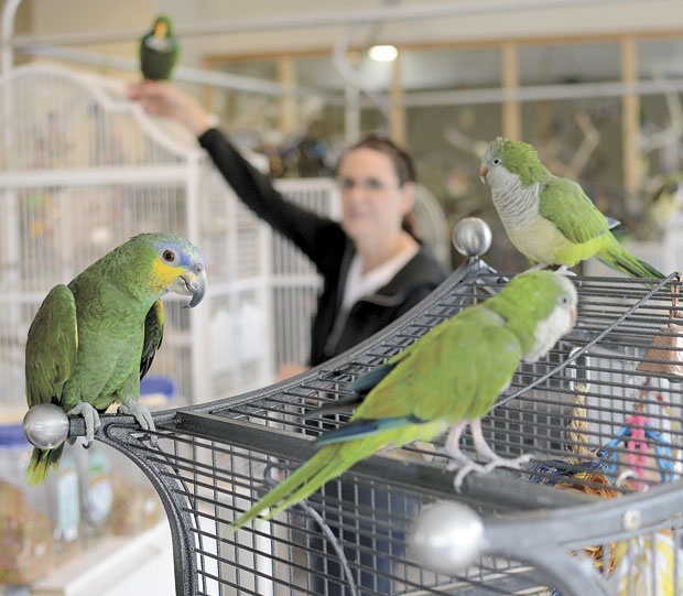 Under her wing Unwanted pet parrots find happy home News