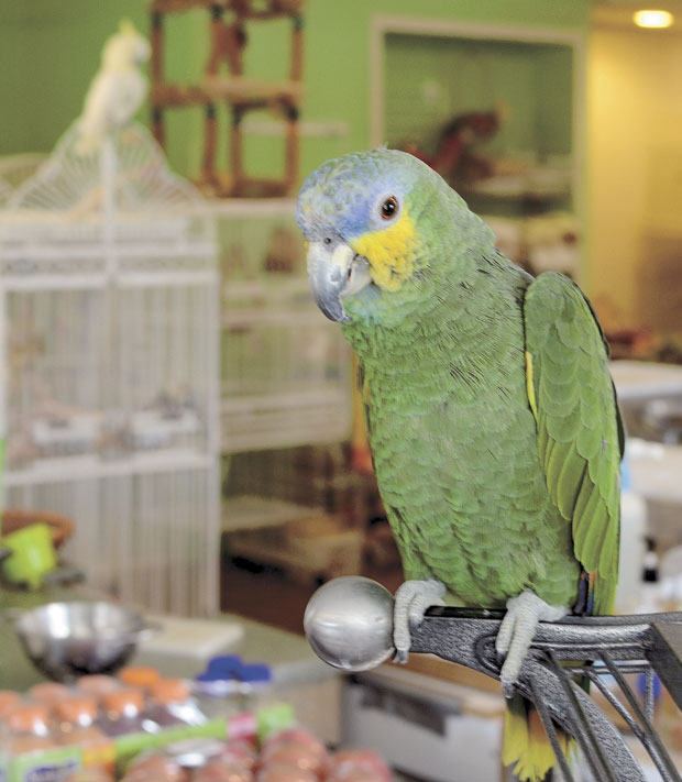 Under her wing Unwanted pet parrots find happy home News
