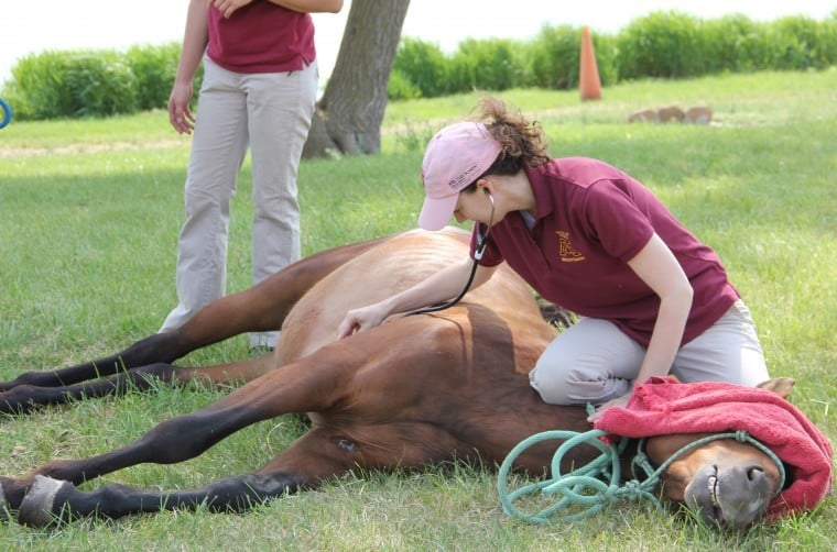 Castration clinic helps horse owners, vet students News