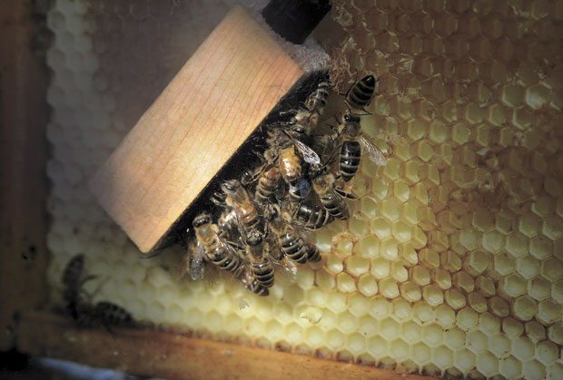 Honey bees at work | White Bear | presspubs.com