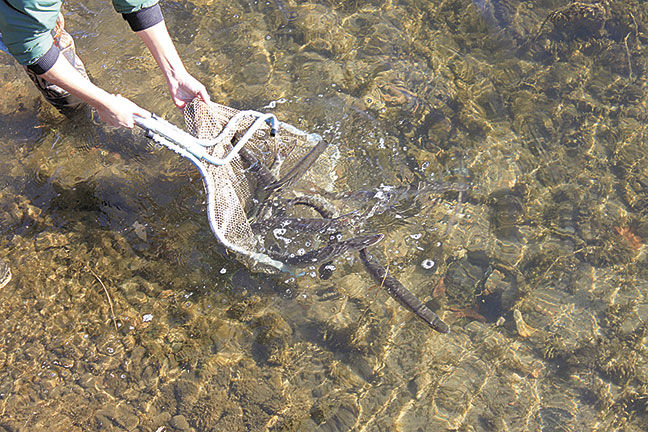 On Pelican Lake, a search for muskies, data and understanding