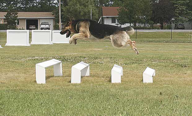 June Event Expected To Draw 100 K 9s And Handlers News Presspubs Com