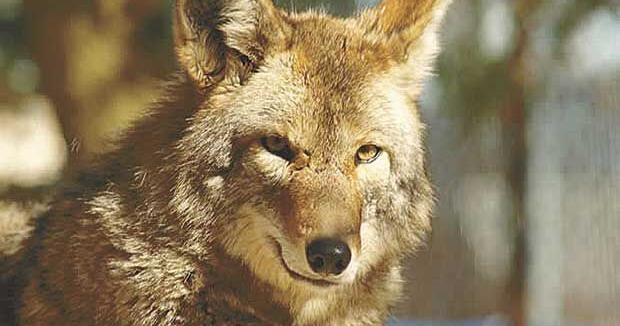 DNR provides wildlife spring safety reminders